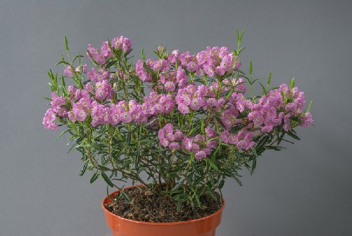Kalmia polifolia